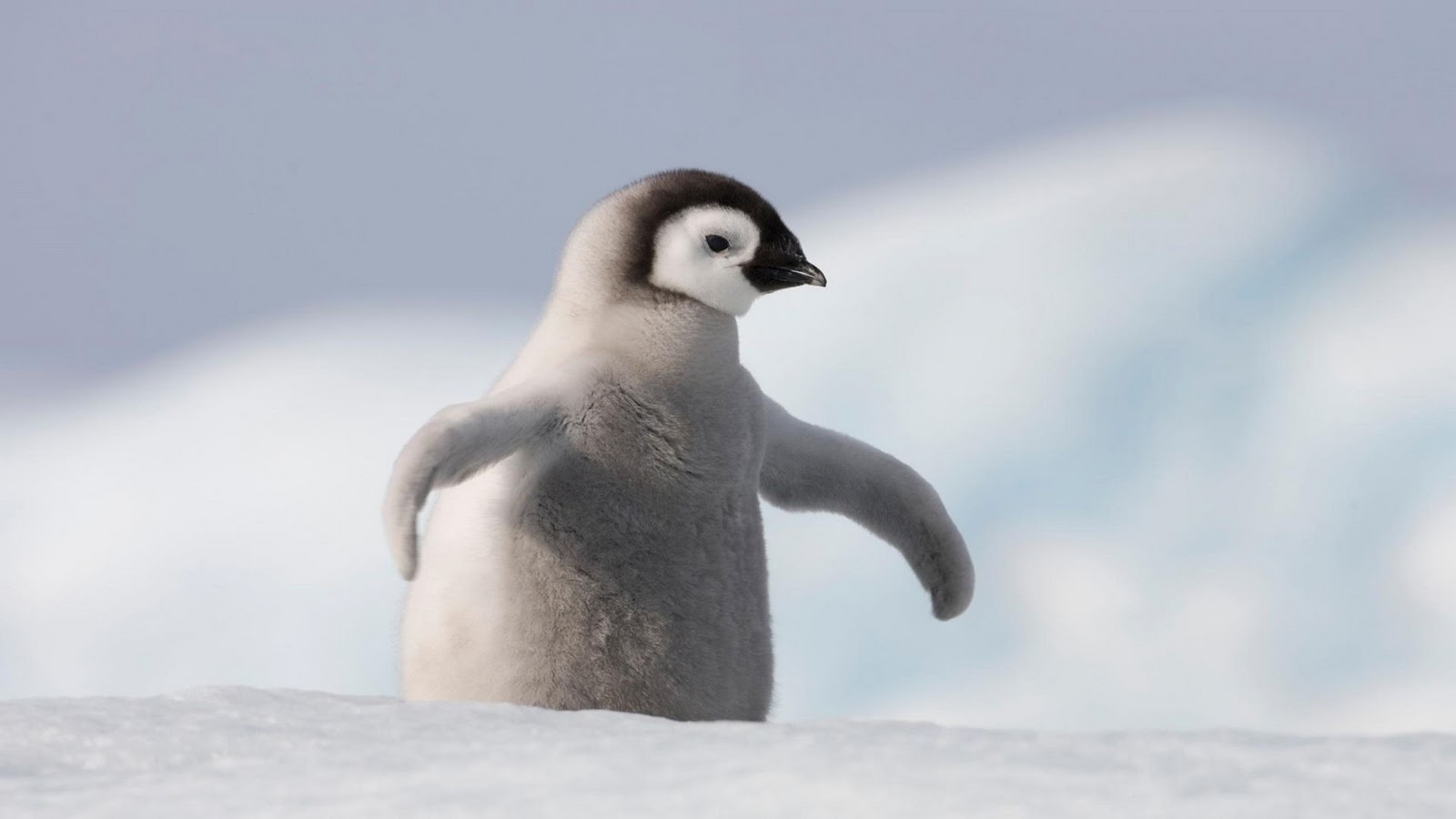 Photo Penguin