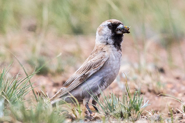 Pretty Pere David’s ground sparrow
