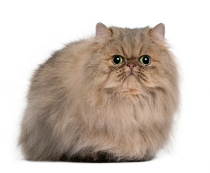 Persian - Cat Breed