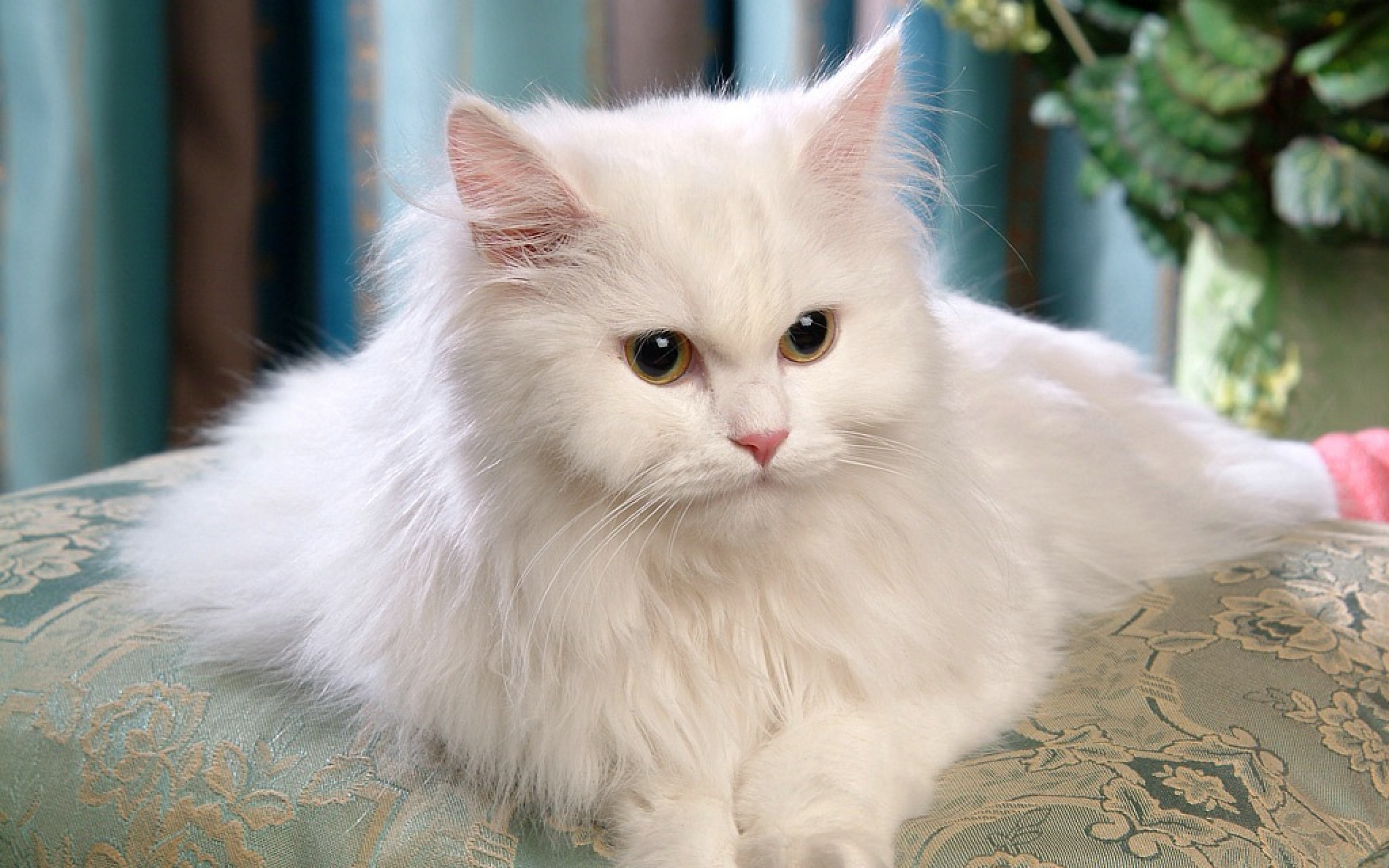 Nice Persian - Cat Breed