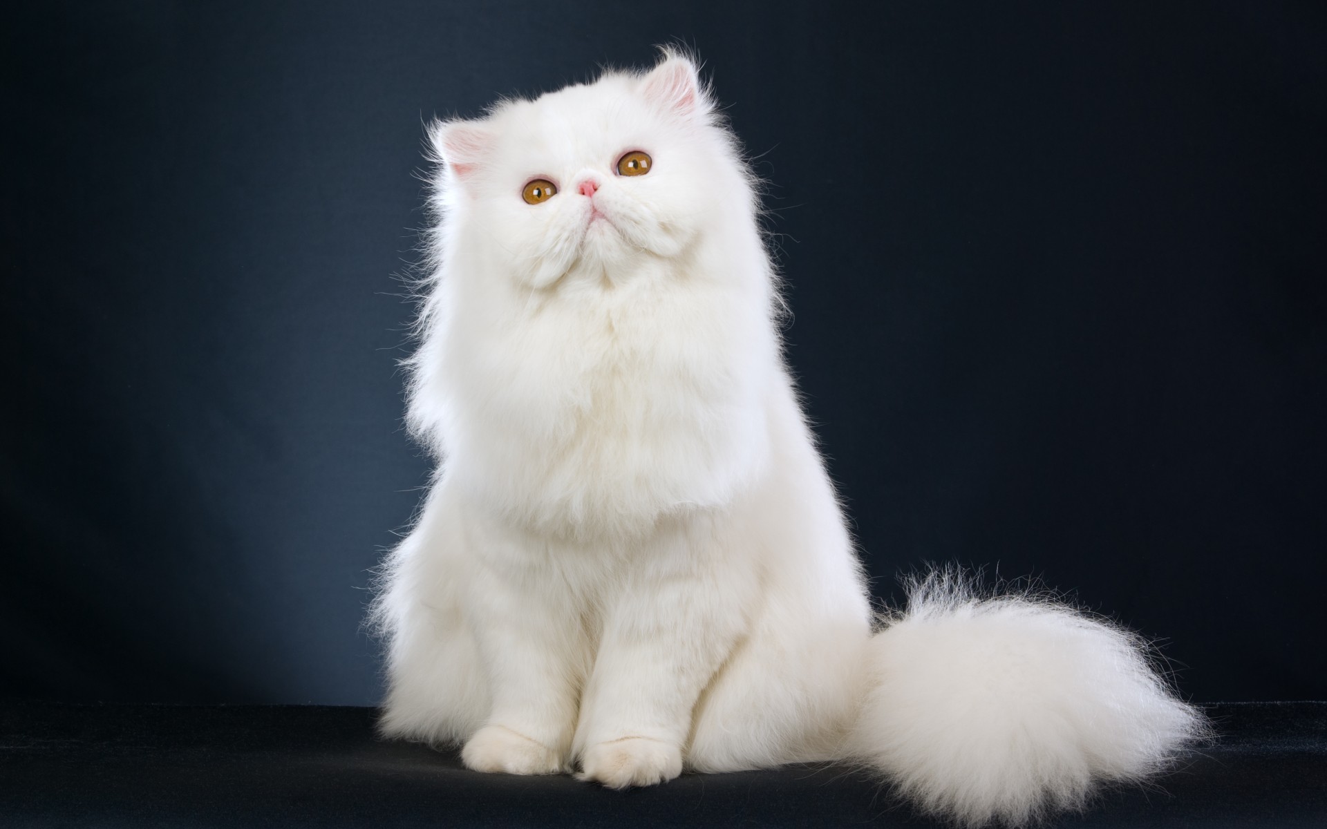Cool Persian - Cat Breed