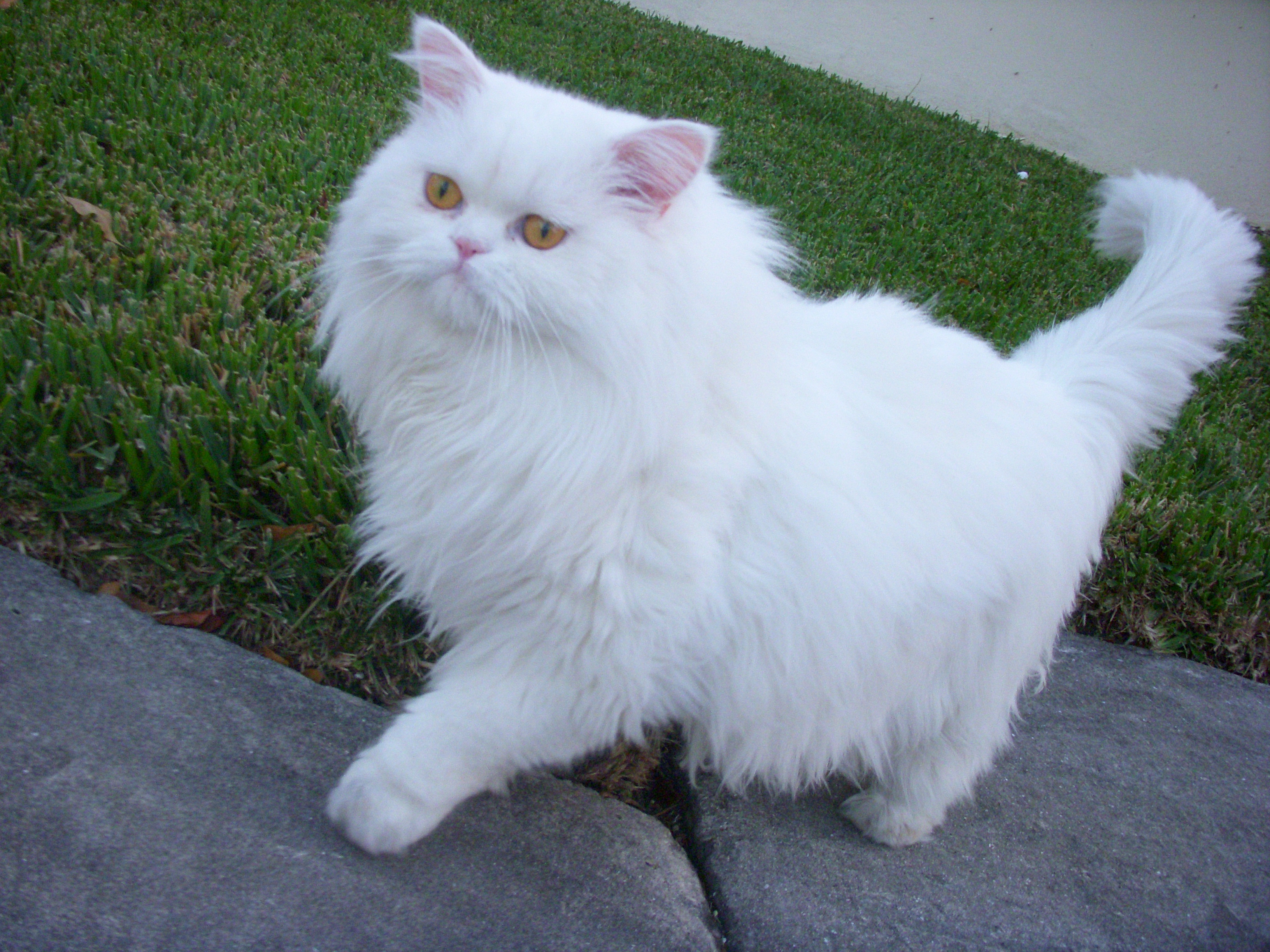 Cute Persian - Cat Breed