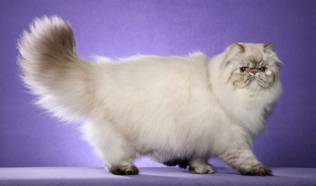Wallpaper Persian - Cat Breed