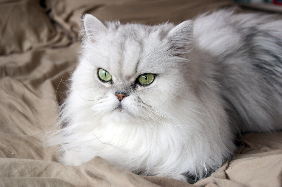 Persian - Cat Breed photo 