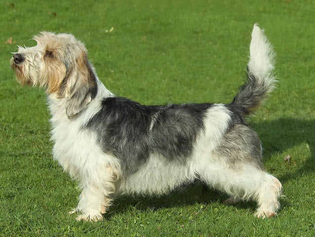 Petit Basset Griffon Vendeen - Dog Breed