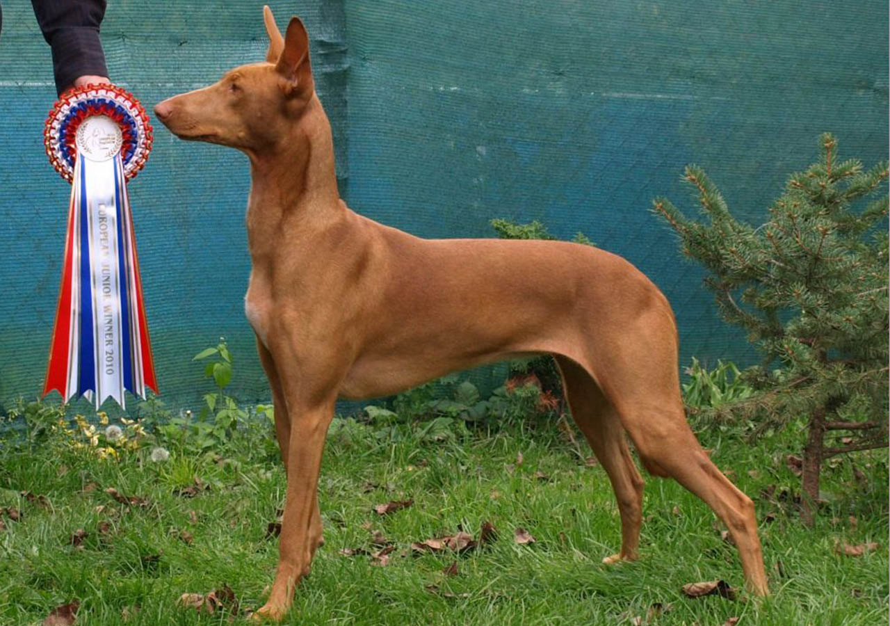 Pharaoh Hound - Dog Breed
