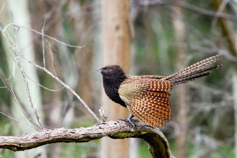 Pretty Pheasant cuckoo
