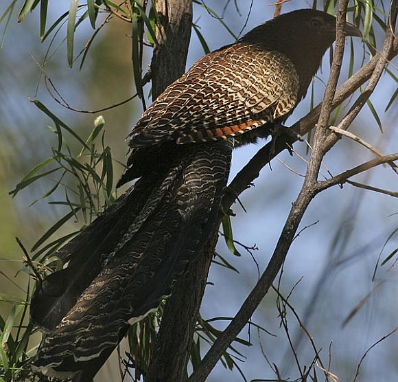 Pretty Pheasant cuckoo