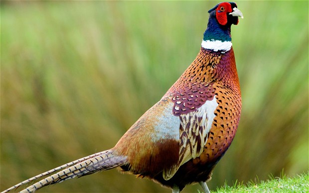 Pheasant photo 