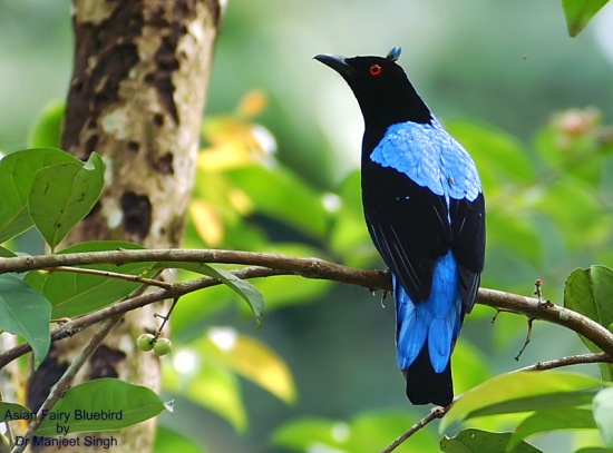 Philippine fairy bluebird