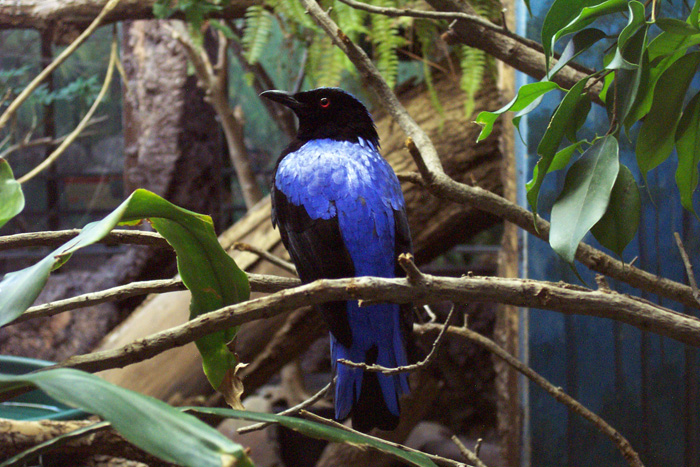 Pretty Philippine fairy bluebird
