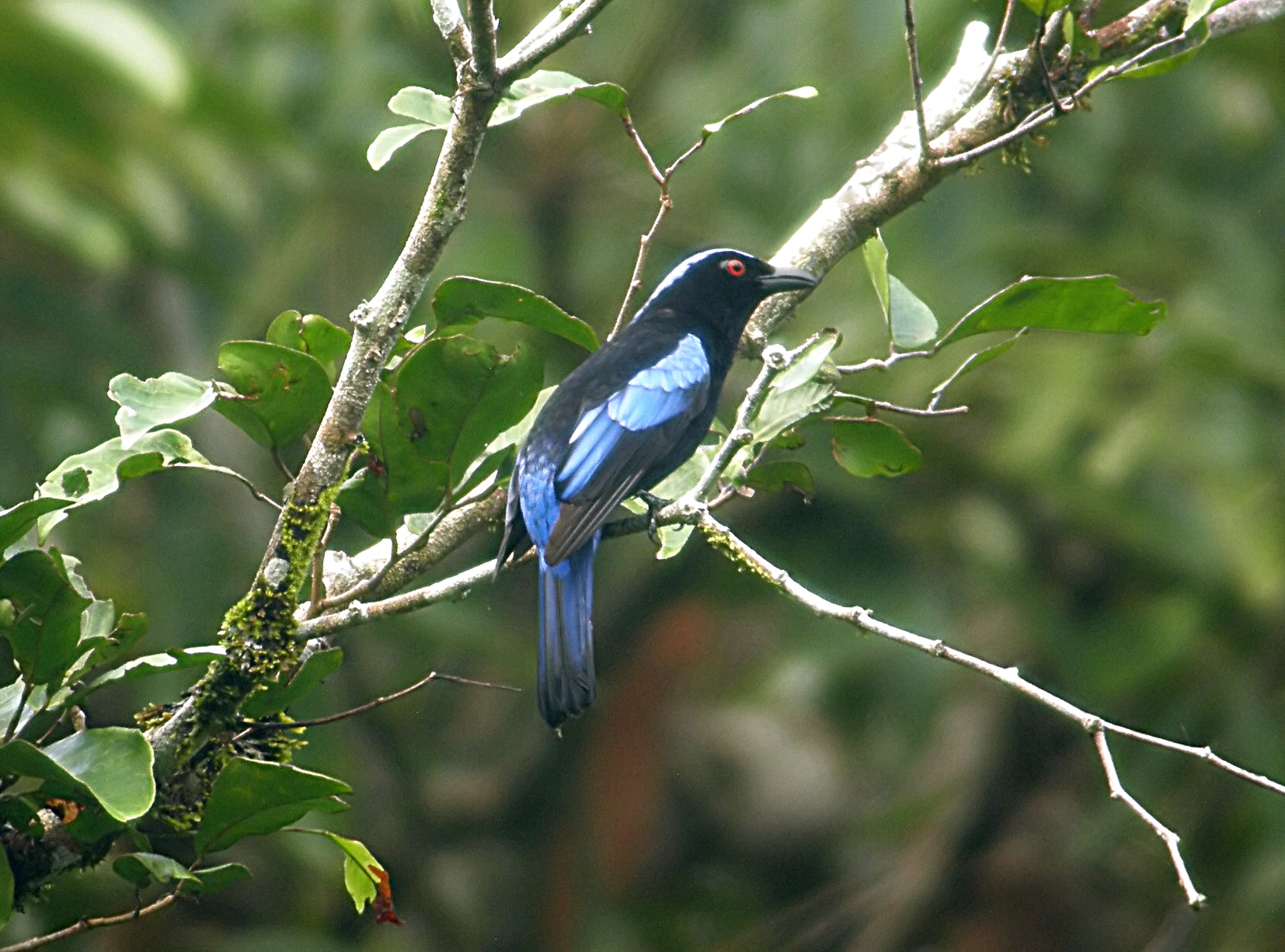 Pretty Philippine fairy bluebird