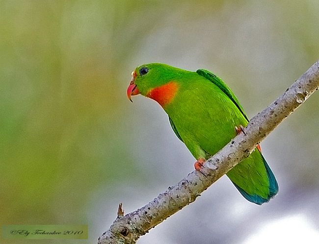 Pretty Philippine hanging parrot