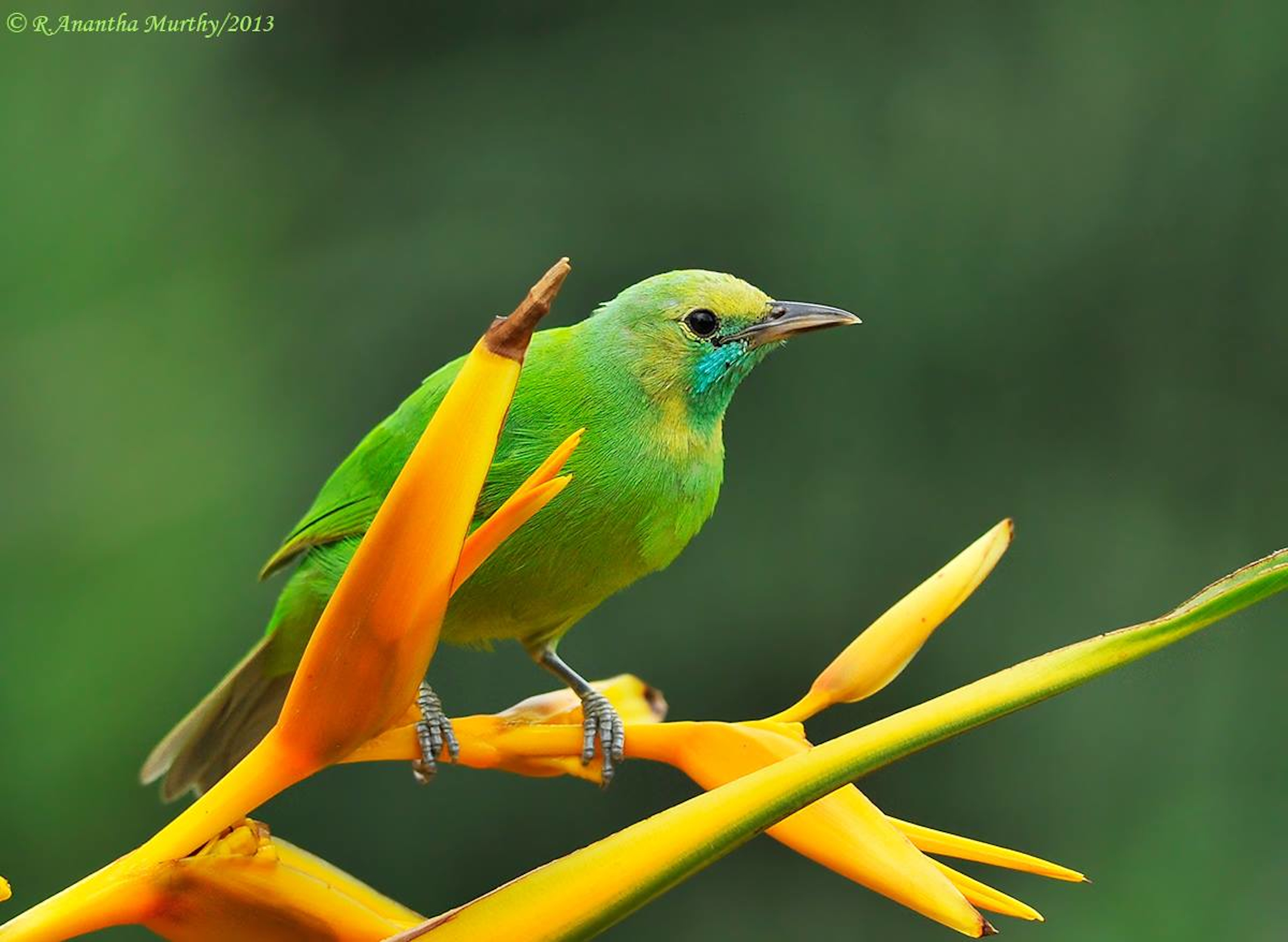 Philippine leafbird