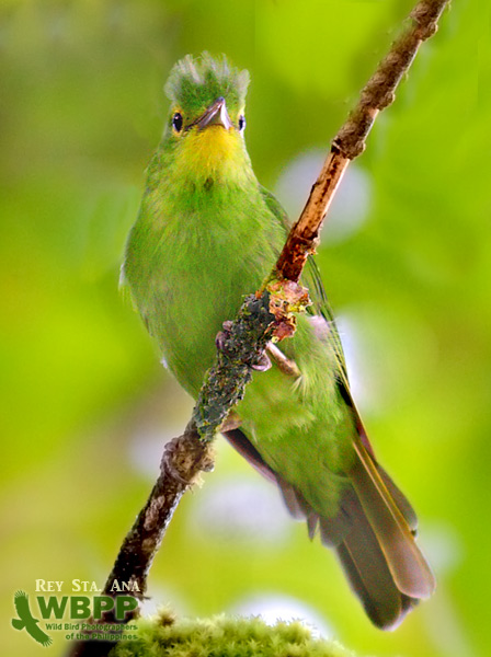 Pretty Philippine leafbird
