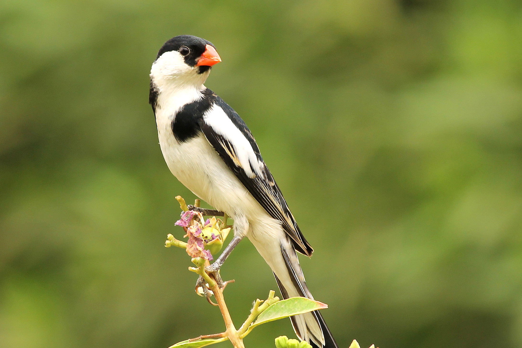 Pin-tailed whydah