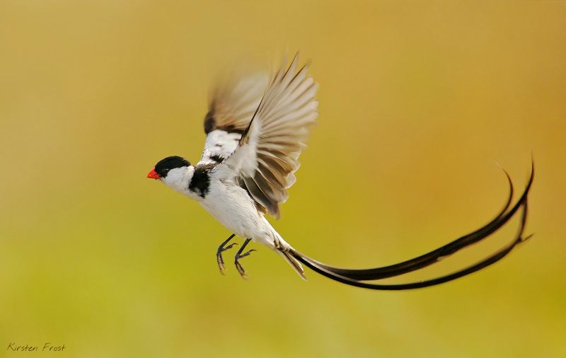 Pretty Pin-tailed whydah