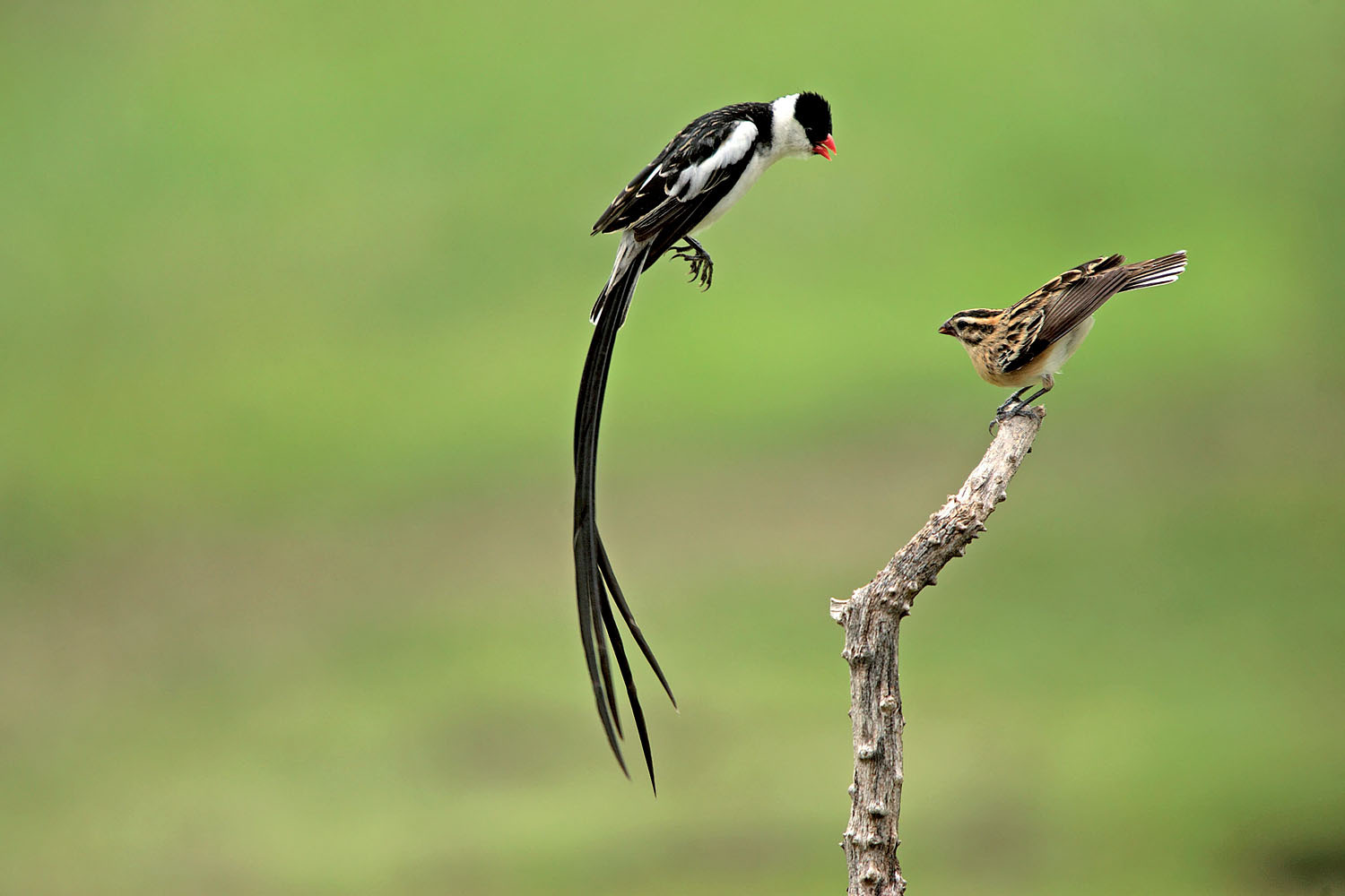 Pretty Pin-tailed whydah