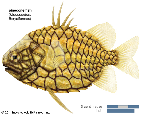 Pretty Pineconefish