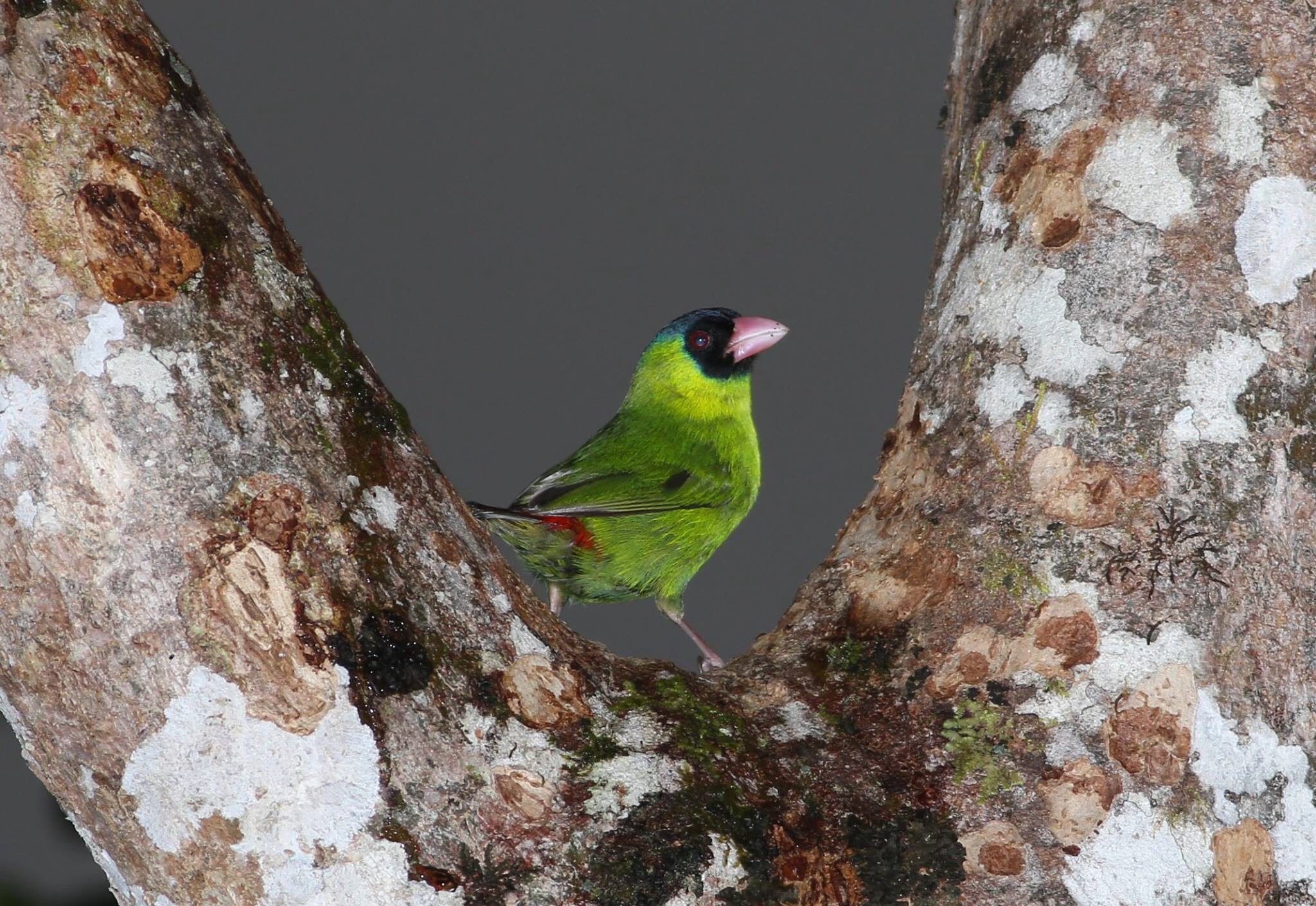 Pink-billed parrotfinch