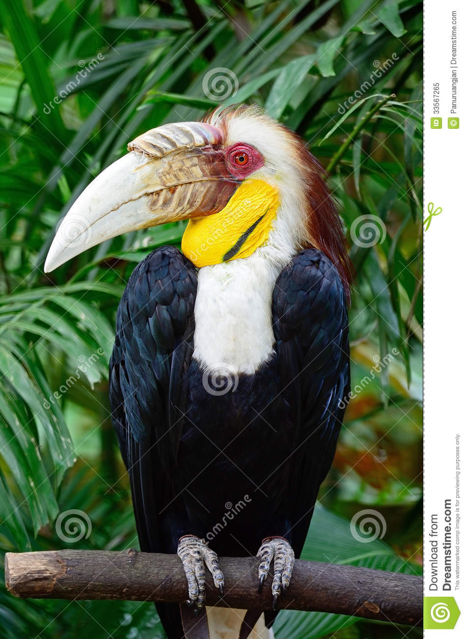 Pretty Plain-pouched hornbill