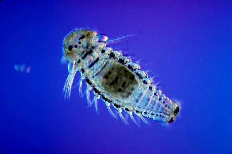 Plankton- Photo#04