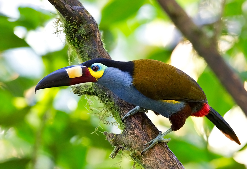 Pretty Plate-billed mountain toucan