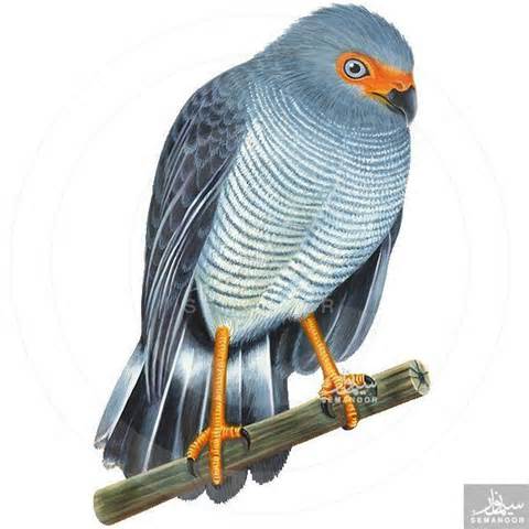 Pretty Plumbeous forest falcon
