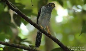 Pretty Plumbeous forest falcon