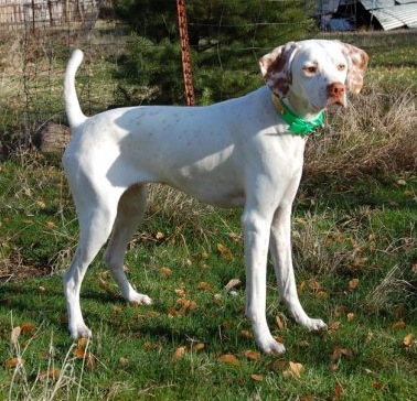 Cool Pointer - Dog Breed