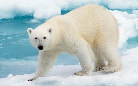 Pretty Polar Bear