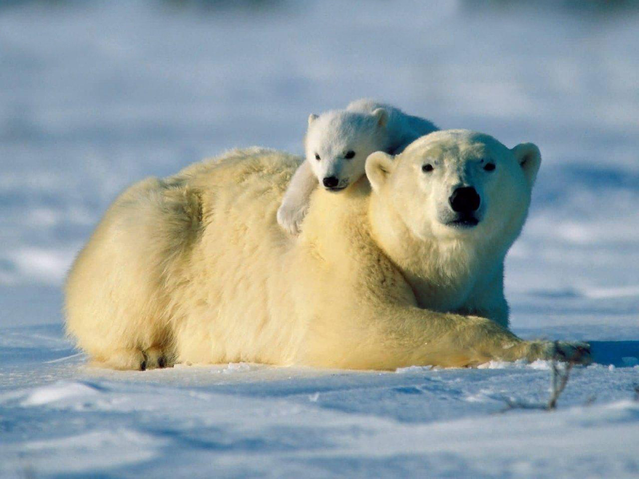 Polar Bear photo 