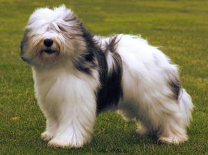 Pretty Polish Lowland Sheepdog - Dog Breed