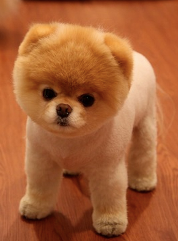 Nice Pomeranian - Dog Breed