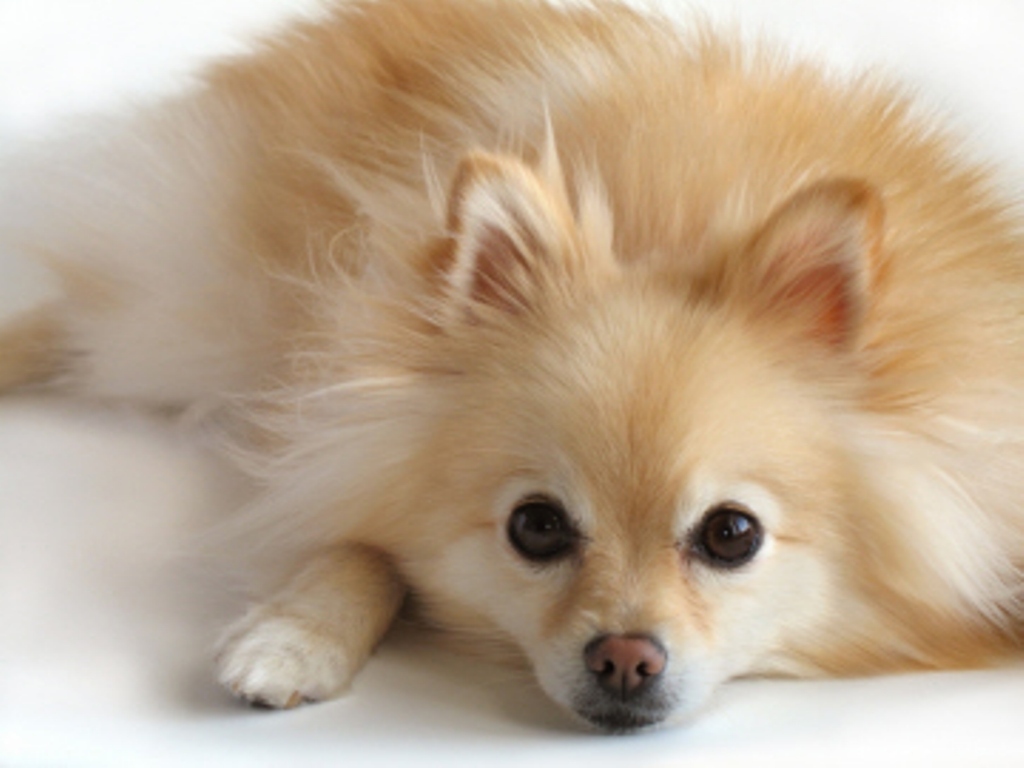 Pretty Pomeranian - Dog Breed