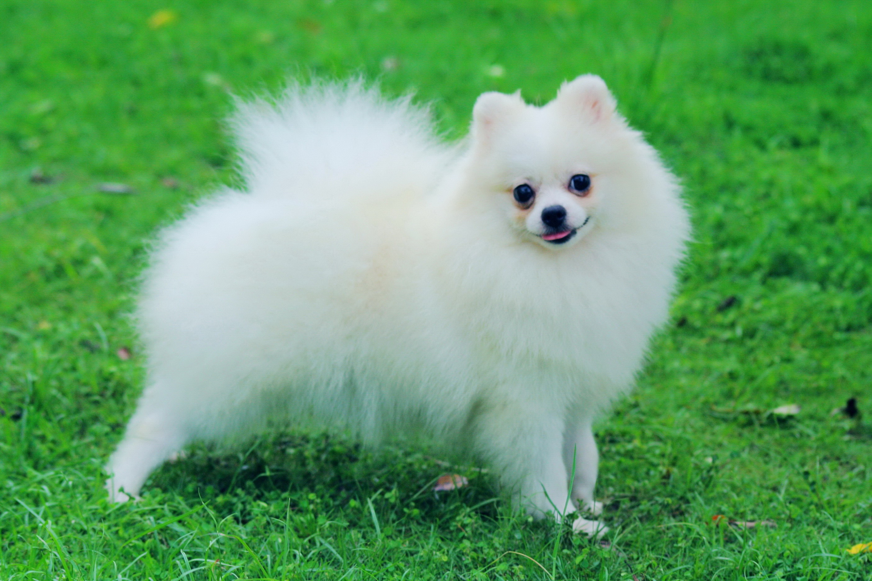 Cute Pomeranian - Dog Breed