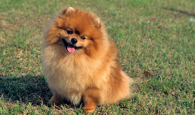 Wallpaper Pomeranian - Dog Breed