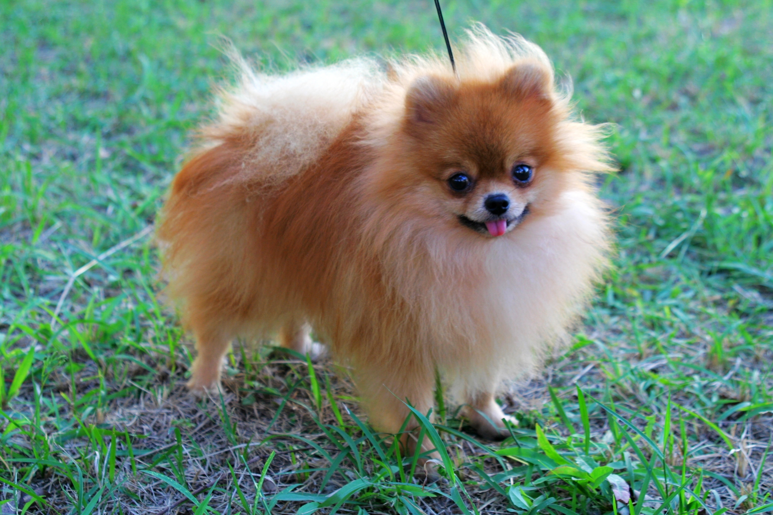 Photo Pomeranian - Dog Breed