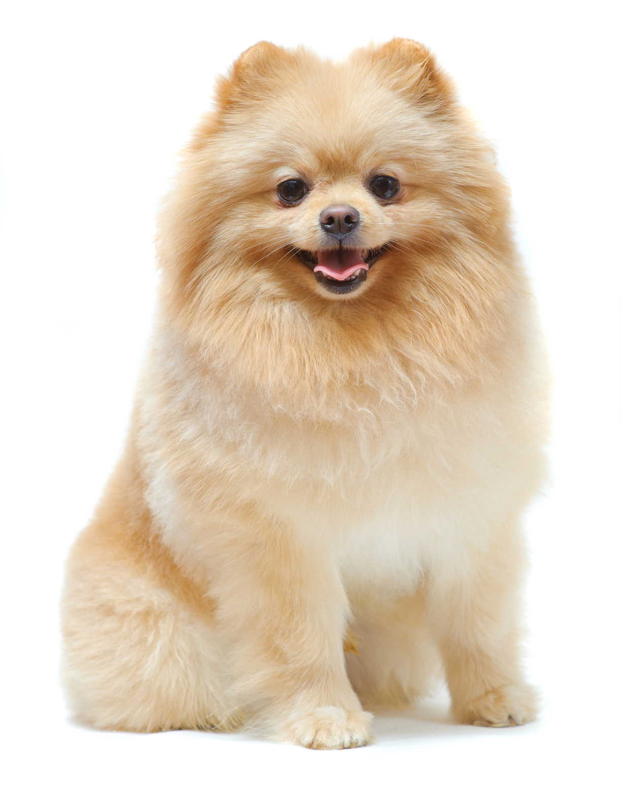 Pomeranian - Dog Breed photo 