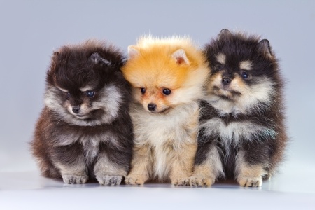 Pomeranian - Dog Breed wallpaper