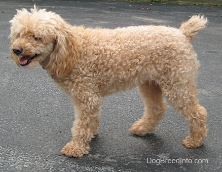 Nice Poodle - Dog Breed