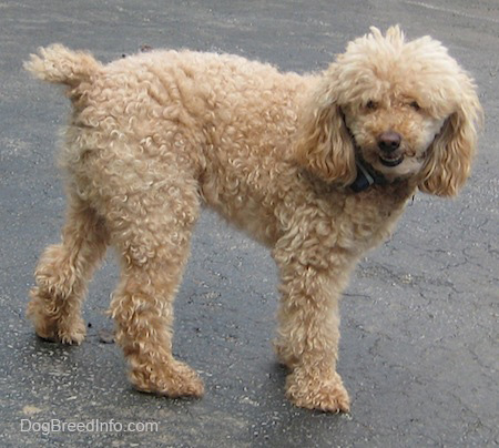 Cool Poodle - Dog Breed