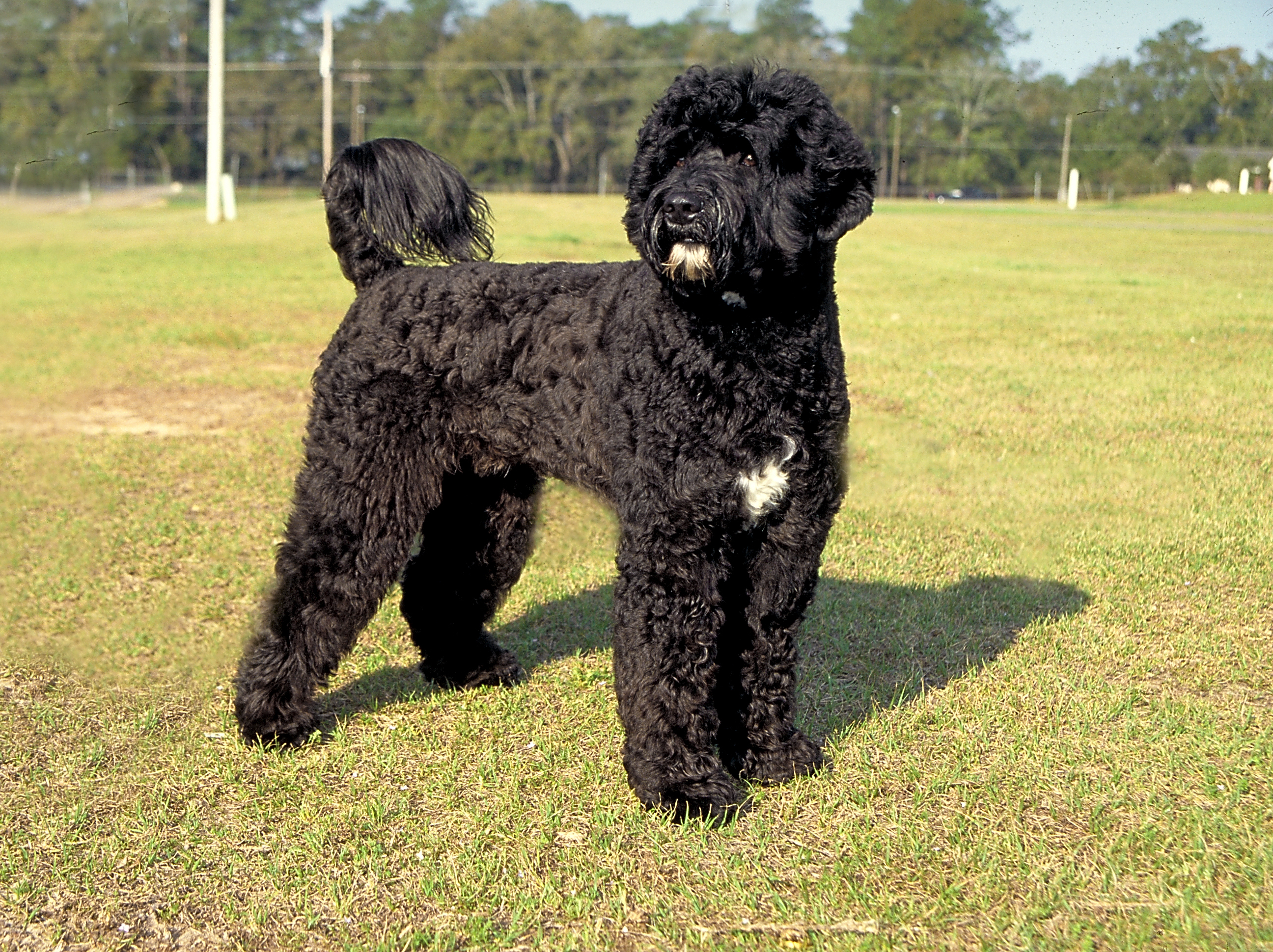 Cool Portuguese Water Dog - Dog Breed