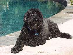 Wallpaper Portuguese Water Dog - Dog Breed