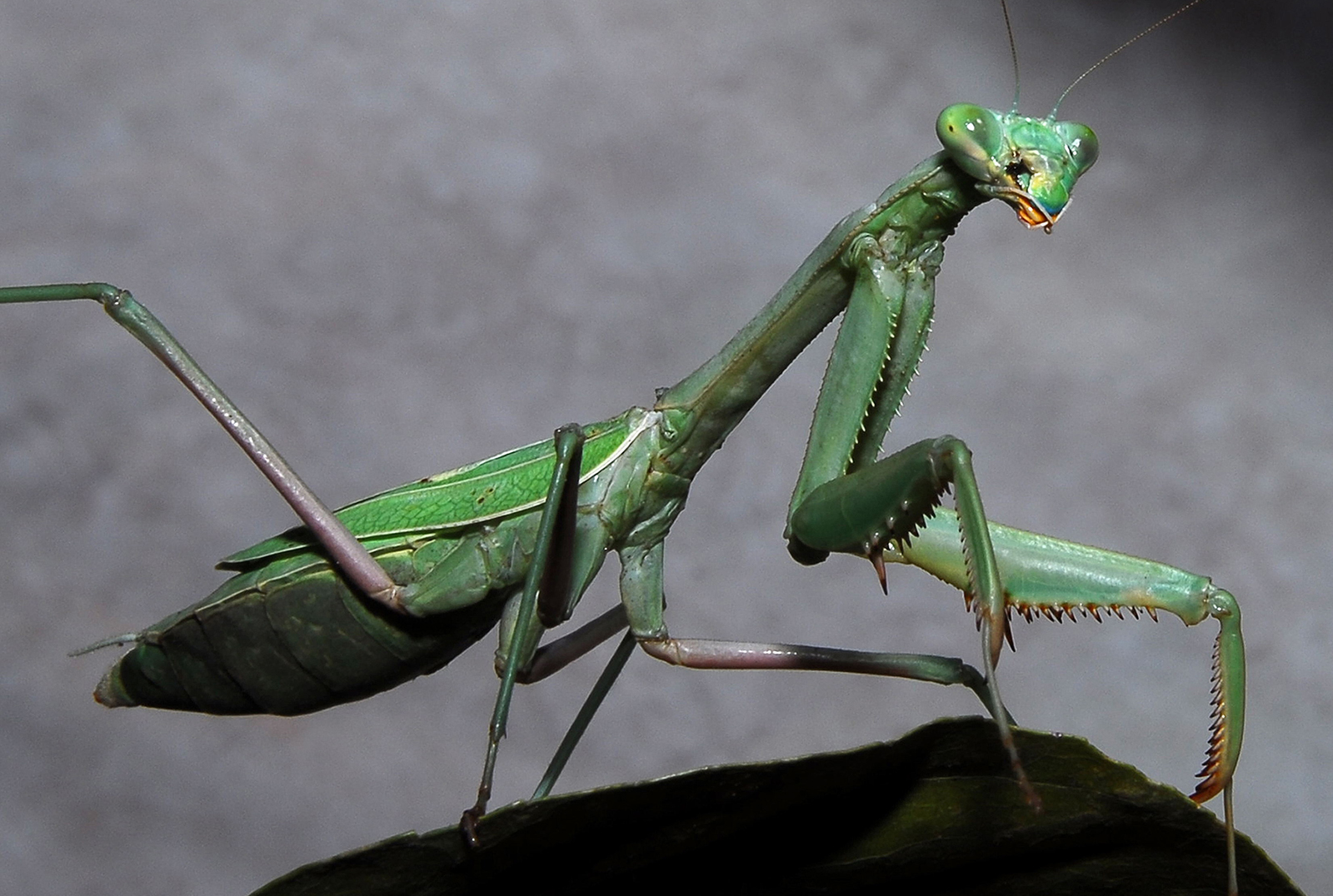 Cute Praying mantis