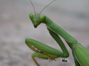 Photo Praying mantis