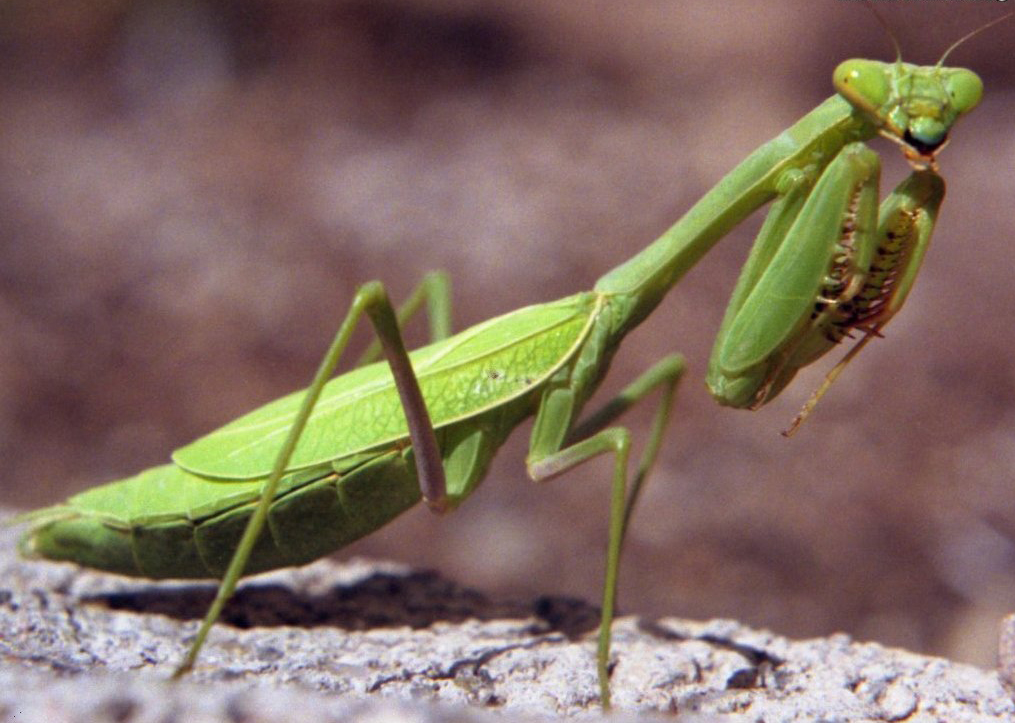 Praying mantis photo 