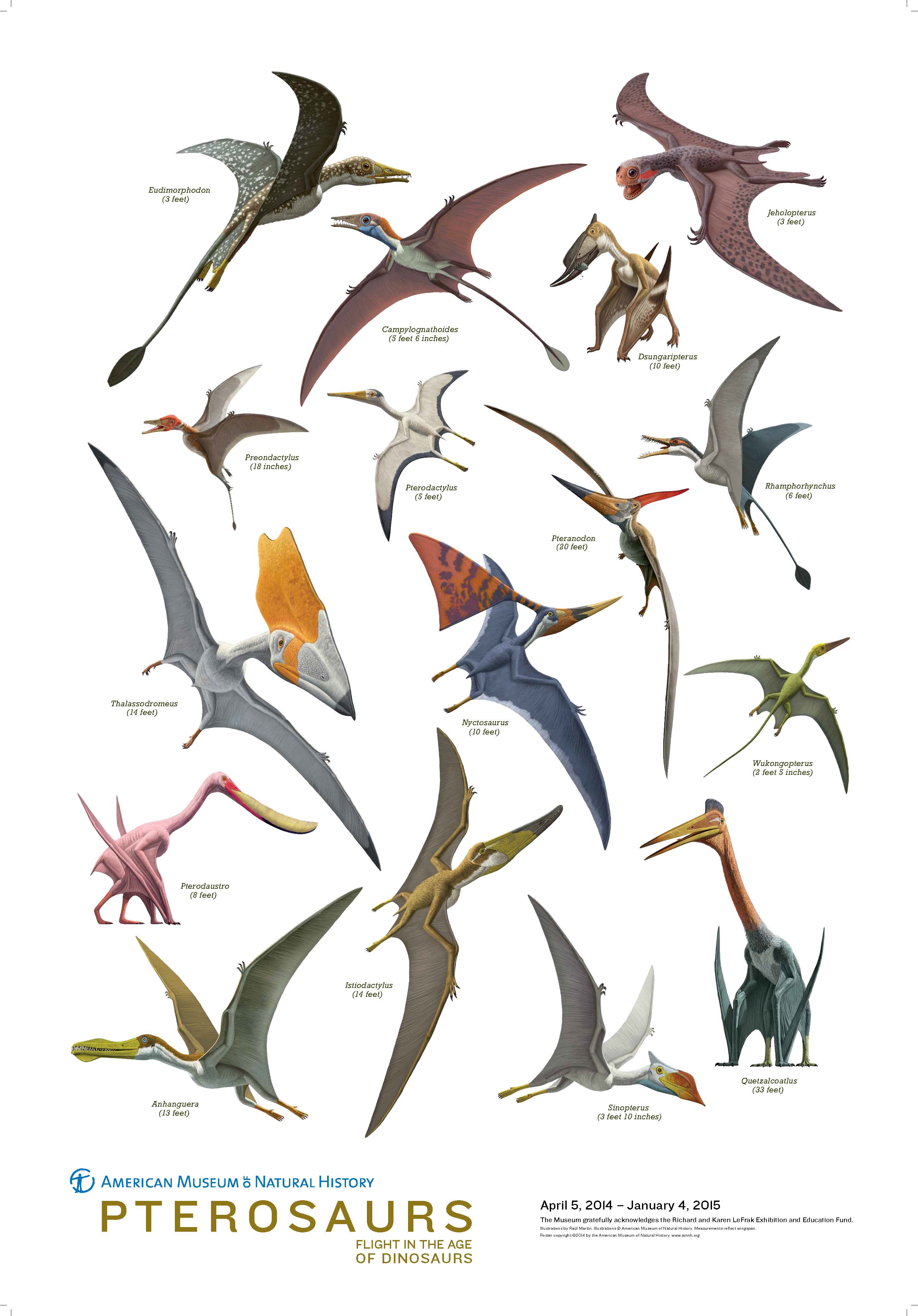 Pretty Pterosaur