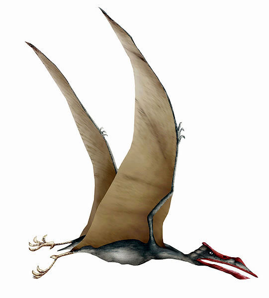 Wallpaper Pterosaur