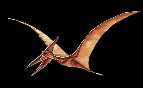 Photo Pterosaur